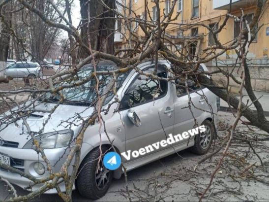 В Ростове на Таганрогской дерево упало на легковушку