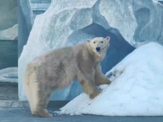 В Ростовском-на-Дону зоопарке медведицу Комету переселили в новый вольер