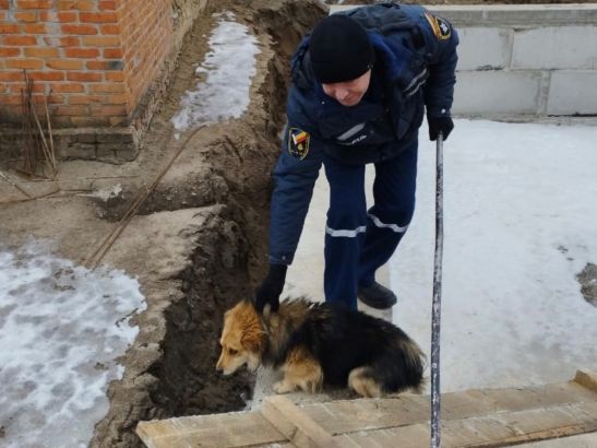 В Ростовской области спасли собаку, которая упала в котлован для фундамента