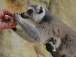 В парке «Малинки» на свет появился детеныш лемура