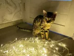 После праздничных выходных в Ростове запланировано массовое отключение света