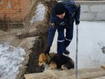 В Ростовской области спасли собаку, которая упала в котлован для фундамента