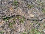 В Ростове с потеплением начали выползать степные гадюки