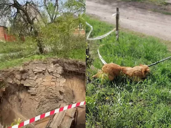 В Красном Сулине спасли собаку, которая провалилась в большую яму