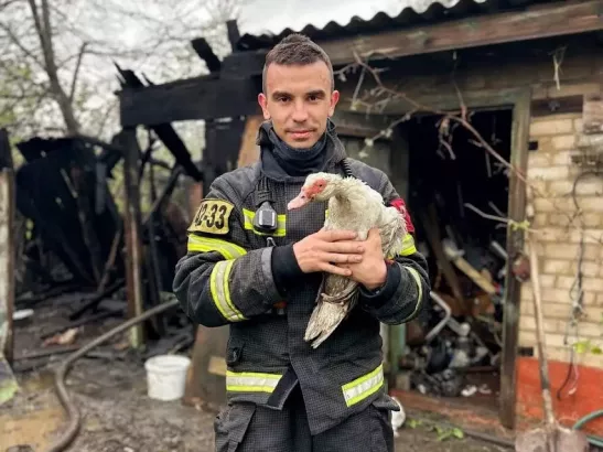 В Ростовской области спасли утку, когда тушили пожар в сарае