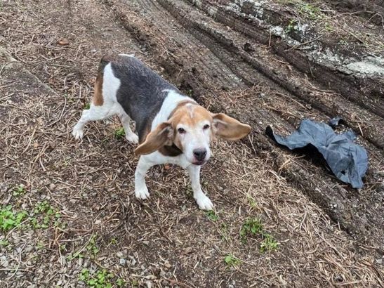 В Морозовске Ростовской области нашли мертвую собаку после массированной атаки беспилотников