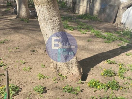 Аварийное дерево может упасть на головы пешеходов в Батайске