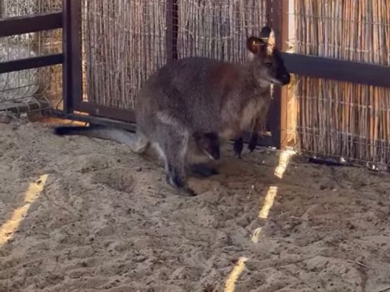 В парке «Лога» в Каменском районе на свет появился детеныш кенгуру