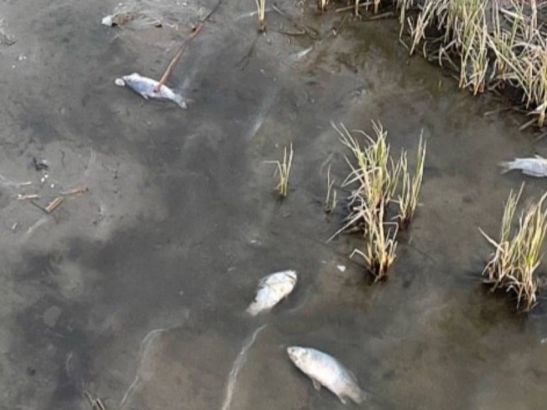 Под Ростовом в реке Мертвый Донец произошла массовая гибель рыбы