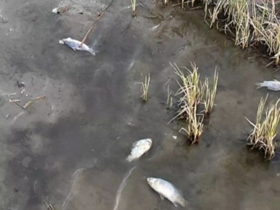 В реке Мертвый Донец под Ростовом зафиксировано большое количество случаев гибели рыбы