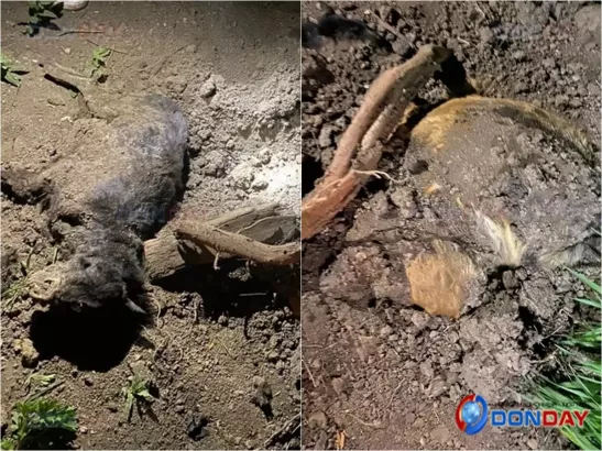 В Ростовской области рядом с центром содержания животных нашли десятки мертвых собак