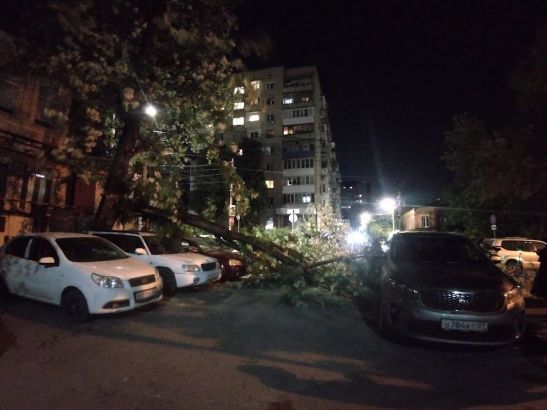 Старое дерево упало на припаркованные автомобили в центре Ростова