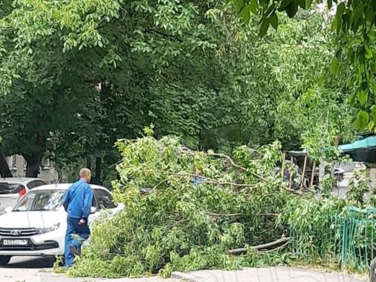 На Северном в Ростове ветер повалил огромную ветку дерева