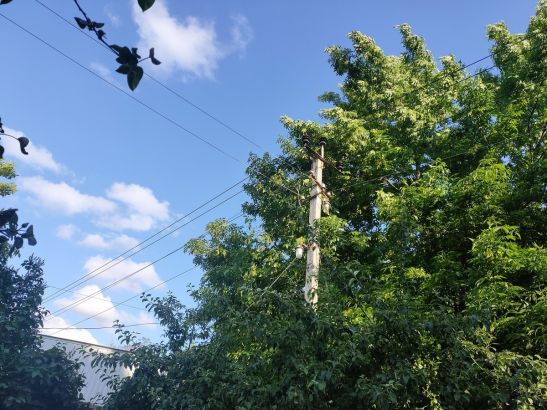 В Ростове ветви деревьев на Каскадной повисли на проводах ЛЭП