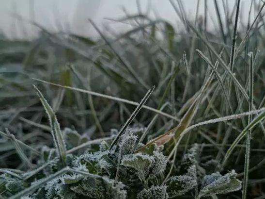 Из-за аномальных морозов на севере Ростовской области пострадал урожай