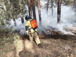 Огонь охватил 63 гектара леса в Ростовской области