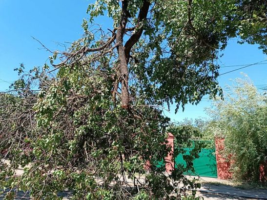 Ураганный ветер в Ростове повалил более 20 деревьев