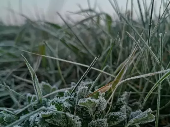 В Ростовской области синоптики спрогнозировали заморозки на Пасху