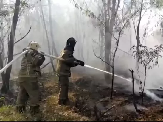 В Ростовской области вторые сутки тушат 123 гектара леса