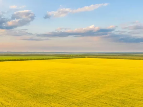 В Ростовской области непогода погубила 132 тысячи гектаров посевов зерновых культур