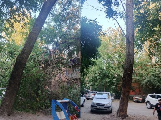 В Ростове огромные деревья на Ленина могут упасть на многоэтажку