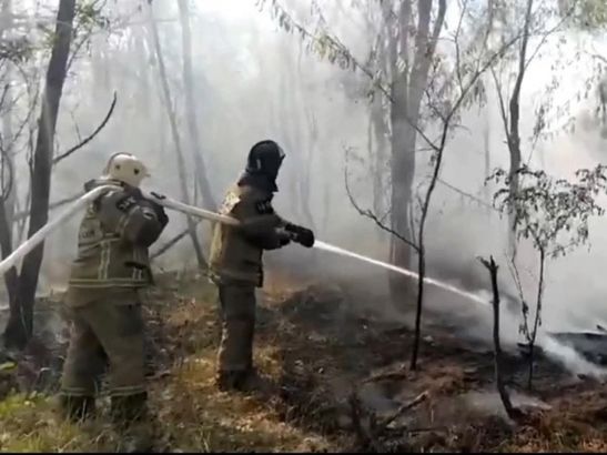 В Ростовской области локализовали крупный лесной пожар