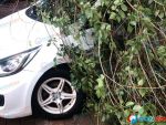 В Ростове напротив парка Островского огромная ветка упала на автомобиль