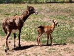 В Ростовском зоопарке – пополнение в семье ягнят-муфлонов