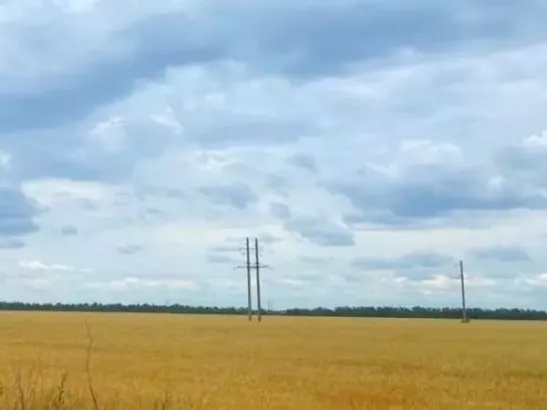 В нескольких районах Ростовской области началась засуха