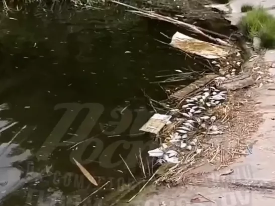 В Ростове из-за недостатка в Северном водохранилище кислорода погибла рыба