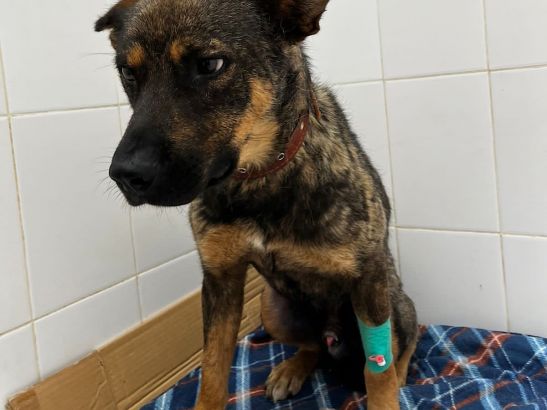 В Батайске спасли собаку по кличке Малыш, которую сбила машина