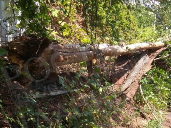 В Ростове в переулке Марти упавшее дерево перегородило выход из дома
