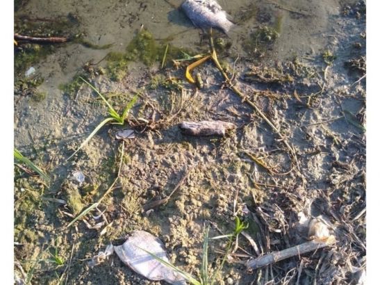 В Семикаракорске на детском пляже отдыхающие заметили мертвую рыбу
