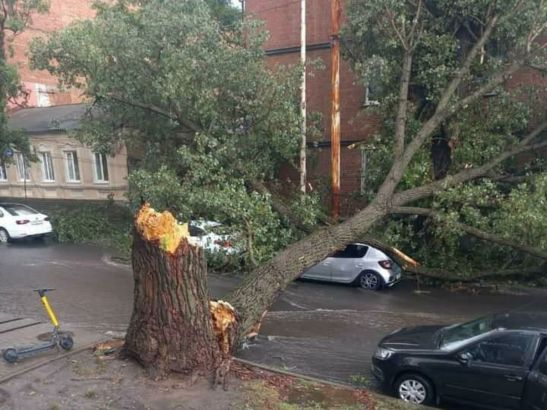В центре Ростова огромное дерево упало на проезжую часть