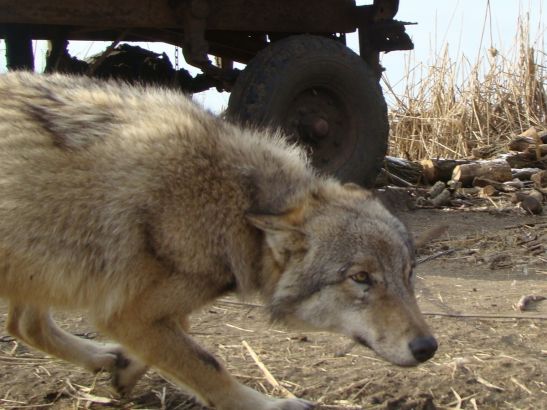 С 1 августа в Ростовской области откроют охоту на волка и шакала