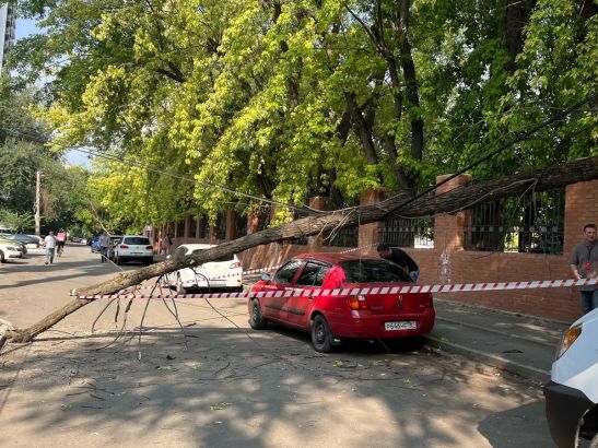 В центре Ростова сухое дерево упало на электрические провода