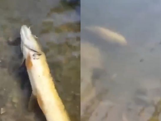 В Ростове в пруду в Каменке произошла массовая гибель рыбы