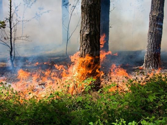 Жителей Ростовской области предупредили о высокой пожароопасности 21 июля