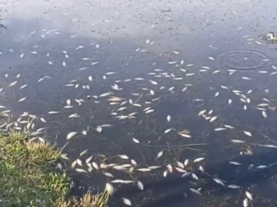 В Ростовской области под Волгодонском в пруду обнаружили мёртвыми более 80 рыб
