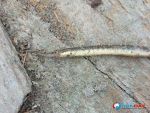 В Ростовской области рыбак поймал в Дону опасную для человека рыбу-иглу