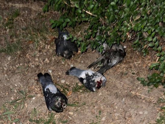 В Семикаракорске Ростовской области на улице нашли шесть обезглавленных голубей