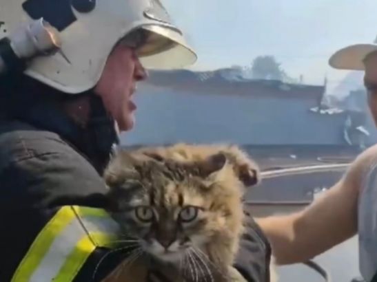 В Батайске из пожара в многоэтажном доме спасли домашних животных