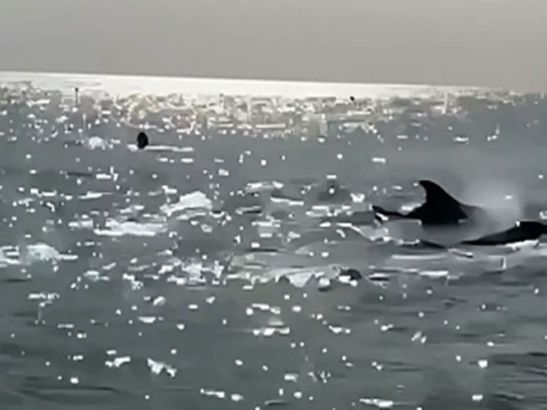В Ростовской области у берегов Таганрогского залива заметили рожающих дельфинов