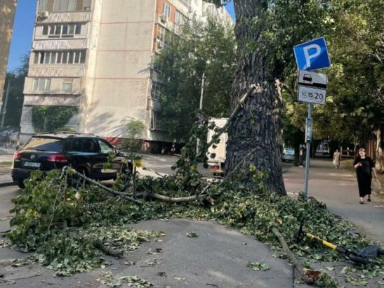 В Ростове ветки сухого дерева обвалились на тротуар
