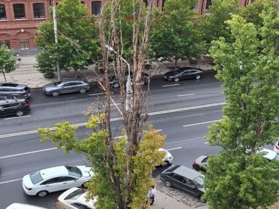 В центре Ростова ветхие деревья могут упасть на пешеходов