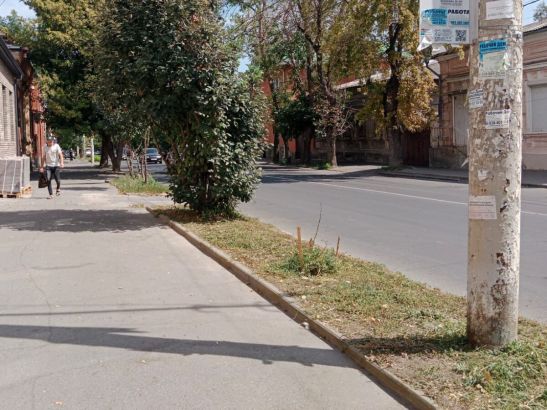 В Ростове покосили полуметровую амброзию на остановке