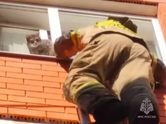 В Ростове спасли кота, застрявшего в оконном проеме на третьем этаже
