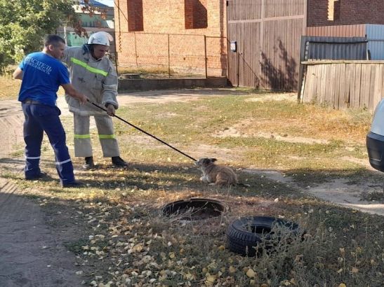 В Ростовской области в Шолоховском районе спасатели помогли собаке выбраться из водопроводного люка