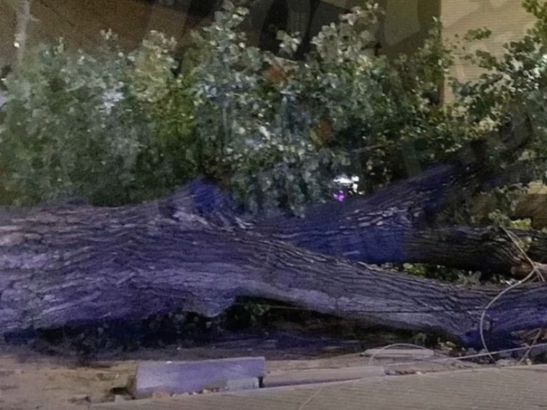 В Ростове на Шолохова из-за штормового ветра огромное дерево упало на человека