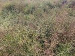 Карантинную зону ввели из-за повилики в Ростовской области